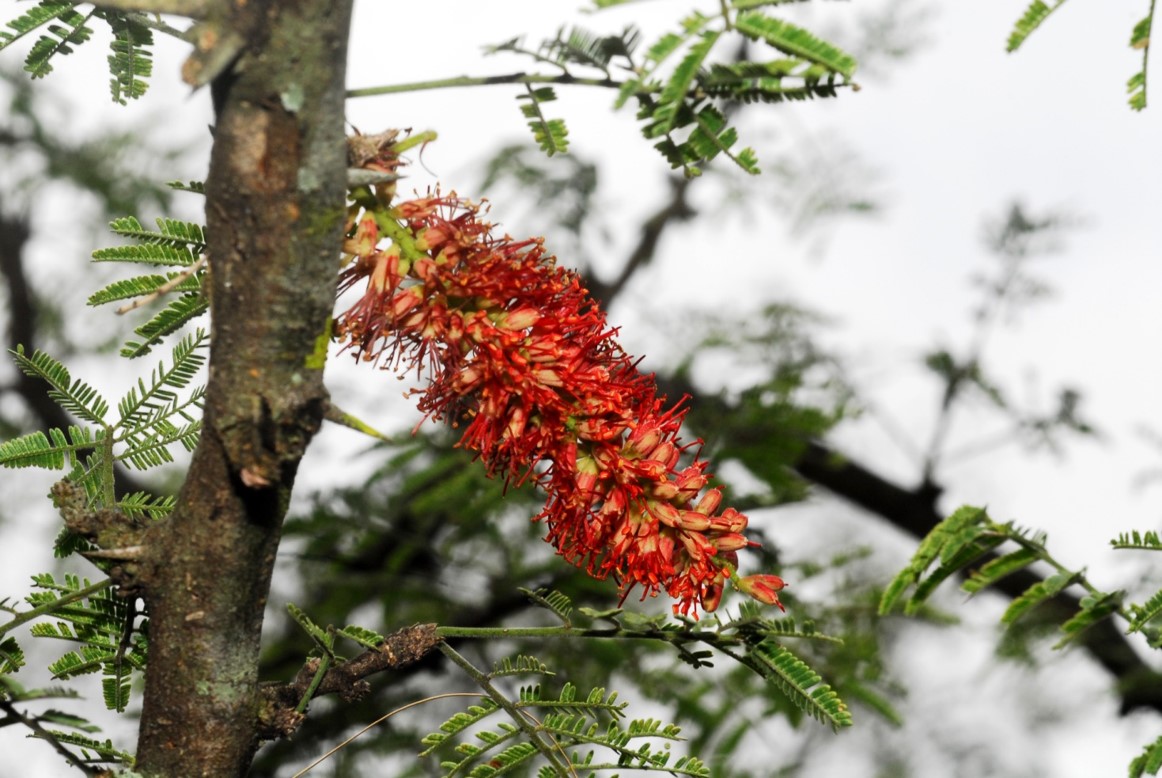 Prosopis rubriflora Hassl.