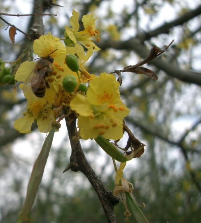 Parkinsonia praecox (Ruiz & Pav.) J. Hawkins