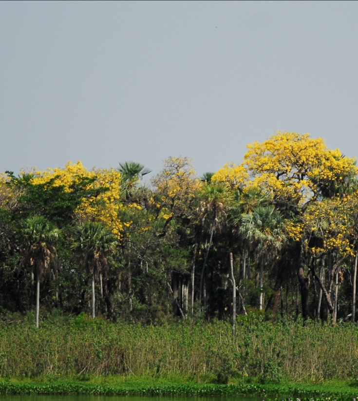 Savana Estépica Florestada (Chaco Florestado)