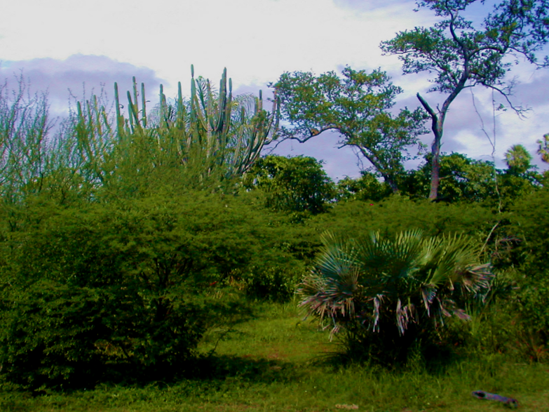 Savana Estépica Arborizada (Chaco arborizado)